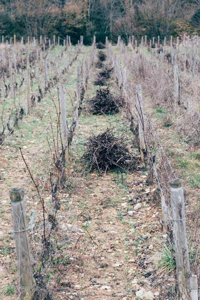 Vista Panorâmica Das Vinhas Abandonadas Durante Inverno — Fotografia de Stock