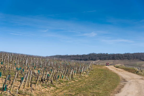 Kış boyunca üzüm bağları arasında kırmızı bir arabanın manzarası..