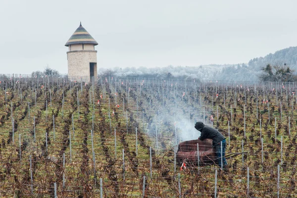 Üzüm bağlarında sigara içen bir el arabasıyla çalışan bir işçinin manzarası..