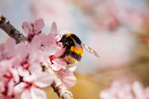 Kiraz çiçeğini dölleyen yaban arısı. İlkbaharda döllenen bir arı