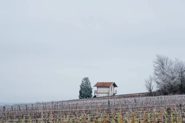 Vista Panorâmica Uma Pequena Casa Vinhas Durante Inverno — Fotografia de Stock