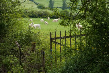 Bir inek sürüsünün önündeki eski bir kapının manzarası..