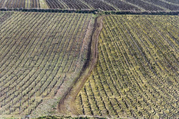 Vista Panorámica Camino Rural Medio Viñedos Durante Invierno — Foto de Stock