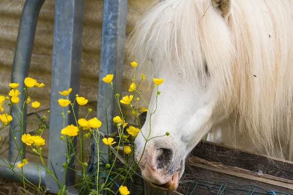 Sarı çiçekleri yiyen midillinin manzaralı portresi.