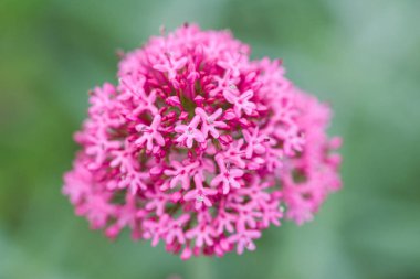 Mor Valerian çiçeğinin yakın çekimi