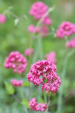 Valerian çiçeklerine yakın plan