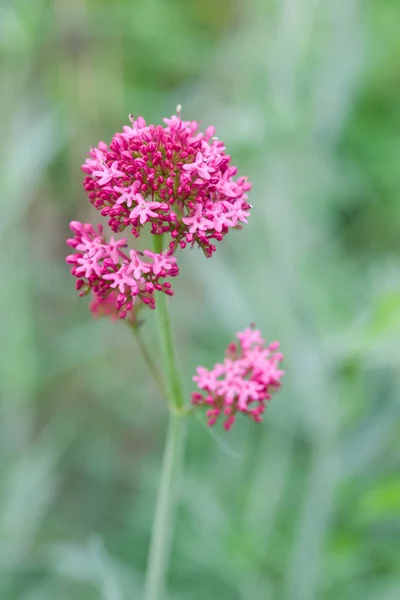 Close Valerian Flowers — стокове фото