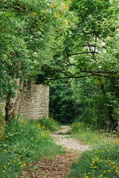 Ormandaki ağaçların arasındaki patikanın manzarası..