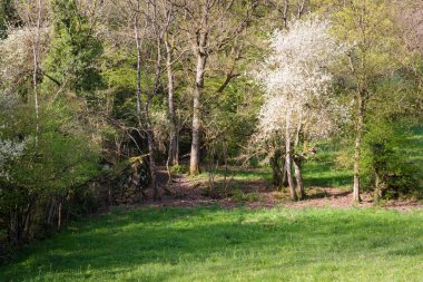 Bir tarlada çiçek açan bir ağacın manzarası.