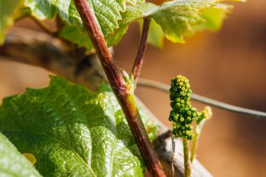 Bir asma çiçeğinin makro fotoğrafı. Sarmaşık çiçeğine yakın plan