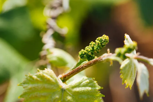 Bir asma çiçeğinin makro fotoğrafı. Sarmaşık çiçeğine yakın plan