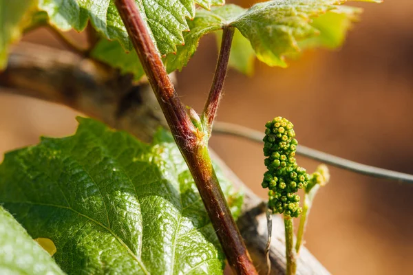Bir asma çiçeğinin makro fotoğrafı. Sarmaşık çiçeğine yakın plan