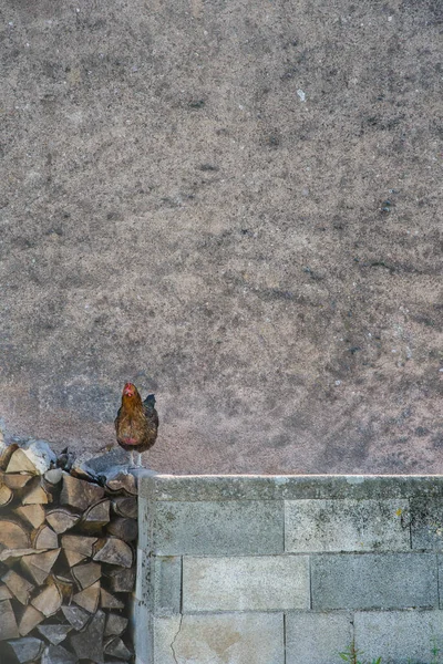 Duvardaki tavuk manzarası ve odun yığını.