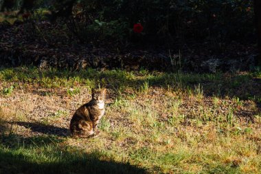 Bahçedeki çimlerin üzerinde oturan bir kedinin manzarası