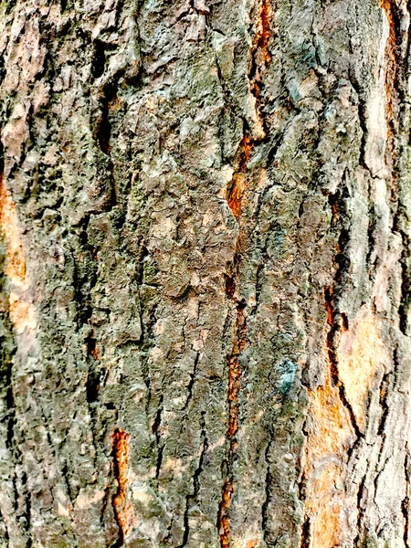 Pozadí Textury Kůry Stromů Kůže Kůra Stromu Který Popraskává — Stock fotografie