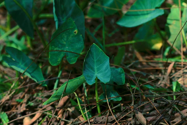 Lindas Folhas Taro Verde Gigante Folhas Planta Colocasia Esculenta Folhas — Fotografia de Stock