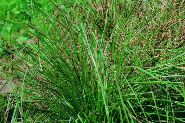 Yere limon otu, Lapine veya Cymbopogon sitratus ekilmişti. Bu bir çalı, yaprakları uzun ve ince yeşil. Yiyecek ve ilaç olarak kullanılan bir bitkidir..