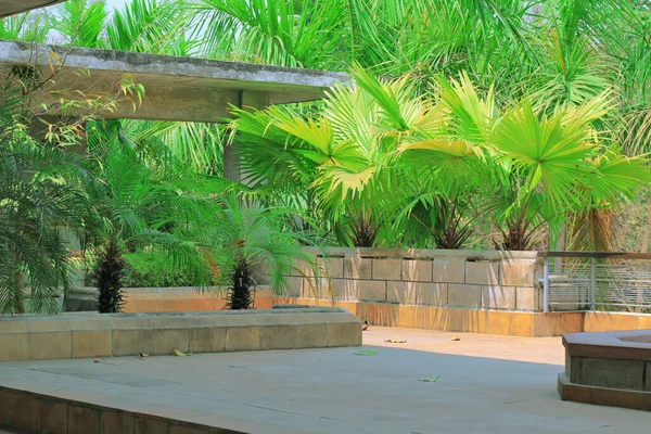 Date Palm (Phoenix roebelenii) bir binanın çatısında