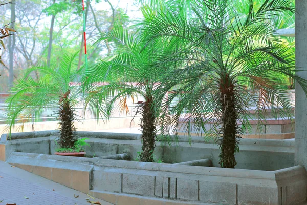 Üç Randevu Palm ailesi (Phoenix roebelenii) bir binanın çatısında