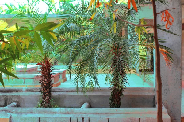 Date Palm Phoenix Roebelenii Building Rooftop — Fotografia de Stock
