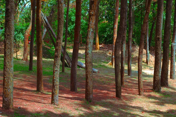 Pine Forest Red Soil Zinda Park Bangladesh Place Beautiful Suitable — Stock Photo, Image