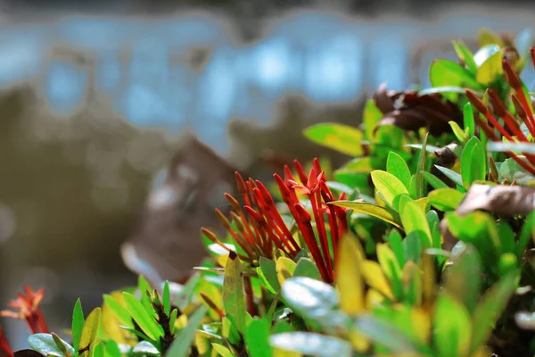 Ixora Coccinea Also Known Jungle Geranium Flame Woods Jungle Flame — Photo
