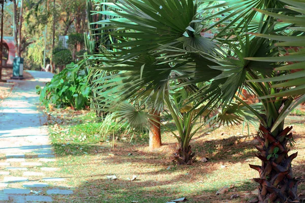 Parkta Brahea armata ağacıyla manzara.