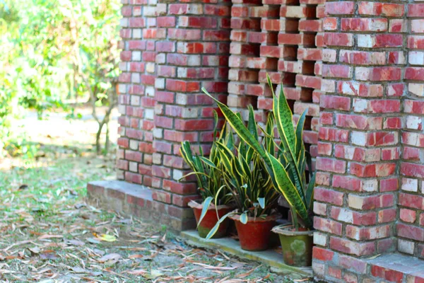 Dracaena Trifasciata Snake Plant Three Terracotta Pots Red Brick Building — Fotografia de Stock
