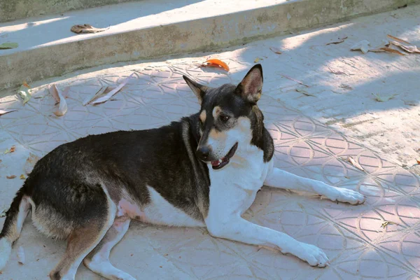 Solitario Cane Randagio Senzatetto Sdraiato Sulla Strada Urbana — Foto Stock