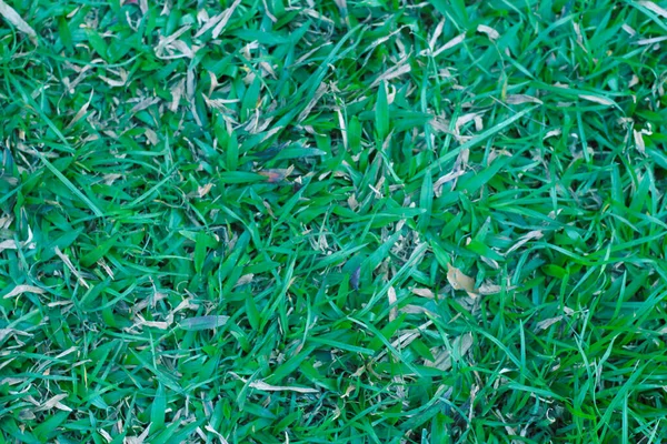 Детальная Зеленая Текстура Газона Травы Сверху — стоковое фото