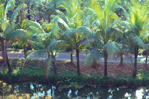 Pathway Footpath Coconut Trees Mixed Forest Lake —  Fotos de Stock