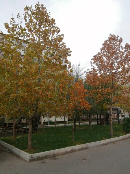 Żółte Liście Drzewie Jesienią — Zdjęcie stockowe