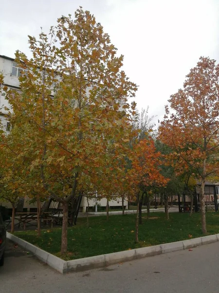 Κίτρινα Φύλλα Στο Δέντρο Φθινόπωρο — Φωτογραφία Αρχείου