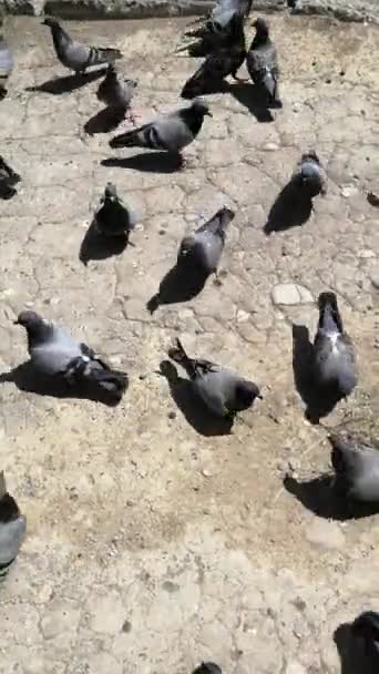 Yazın Güvercinler Göç Etmez — Stok video
