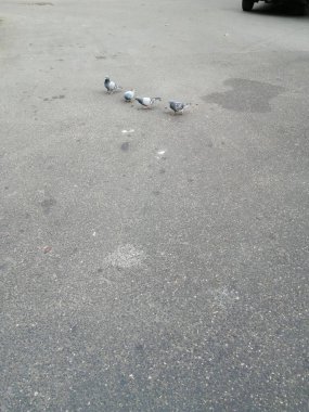 Sokakta dört güvercin. Dört dost kuş.