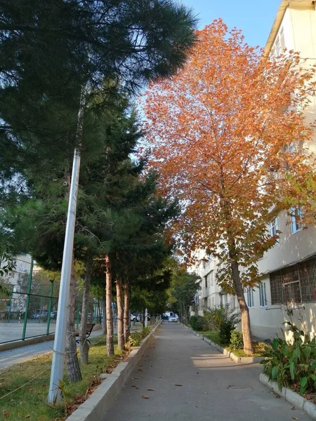 Parktaki Noel Ağaçları Sarı Ağaçlar Arasındaki Yol — Stok fotoğraf