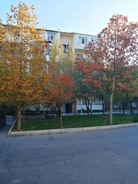 Feuilles Jaunes Orange Sur Les Arbres — Photo