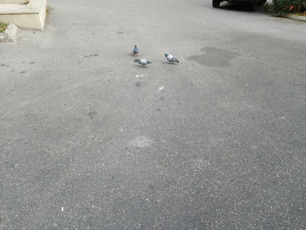 Drei Tauben Auf Der Straße Drei Freundliche Vögel — Stockfoto
