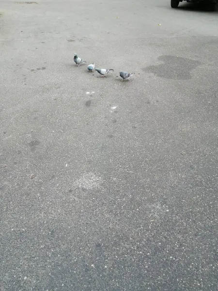 거리에 비둘기가 있습니다 — 스톡 사진