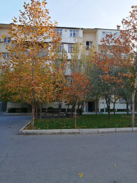 Yellow Trees Front Five Story Buildings Autumn — Stock Photo, Image