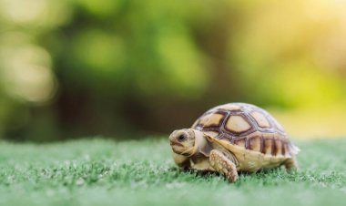 Hayvanları kurtarın. Dünya Vahşi Yaşam Günü kavramı ve ormandaki hayvan. Dünya Günü. Gezegeni Kurtarın Dünya Çevre Günü kavramı.