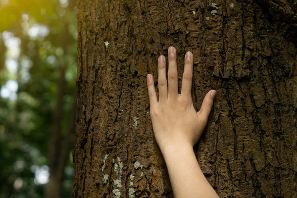 Human hand touching tree.Concept of global problem of carbon dioxide and global warming.