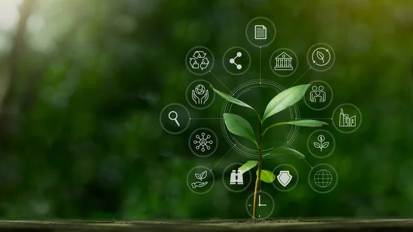 Концепция Ebsicon Маленьким Деревом Экологического Социального Государственного Управления Устойчивом Этичном — стоковое фото