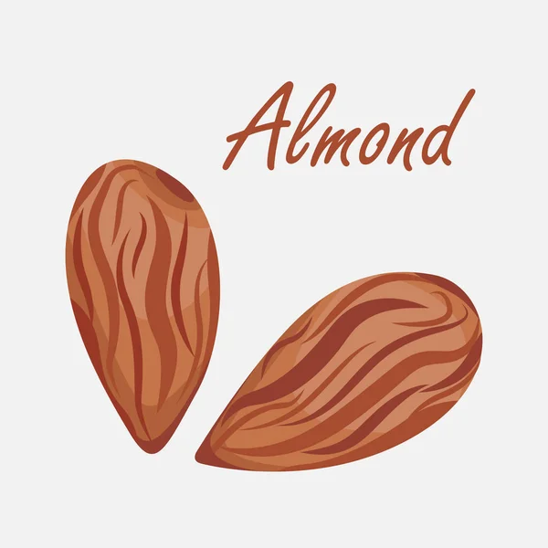 Vector Set Almond Nuts Isolated Gray Background — Image vectorielle