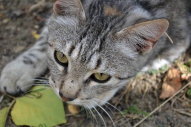 Bahçedeki gri tekir kedi