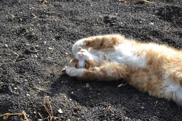 Gato Gengibre Brincando Jardim — Fotografia de Stock