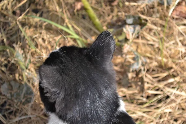 Krásná Černá Bílá Kočka Arabské Mau Plemeno Zahradě — Stock fotografie