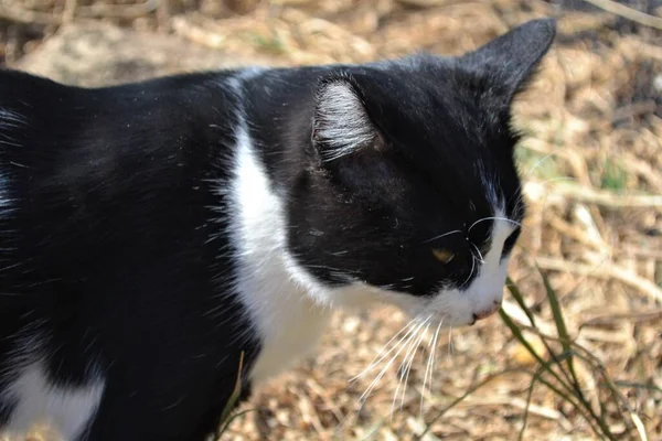 Krásná Černá Bílá Kočka Arabské Mau Plemeno Zahradě — Stock fotografie