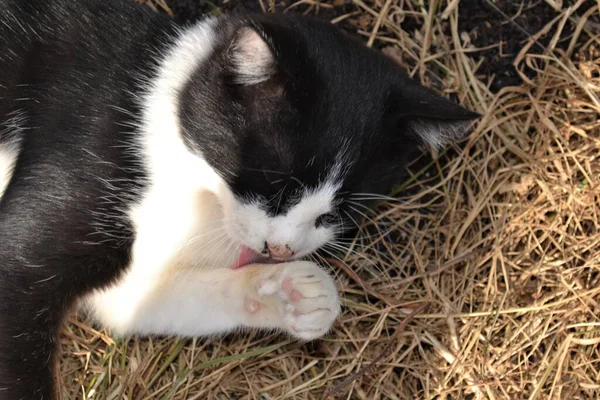 Belle Race Chat Arabe Mau Noir Blanc Dans Jardin — Photo