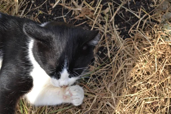 Bela Raça Preto Branco Gato Arabian Mau Jardim — Fotografia de Stock